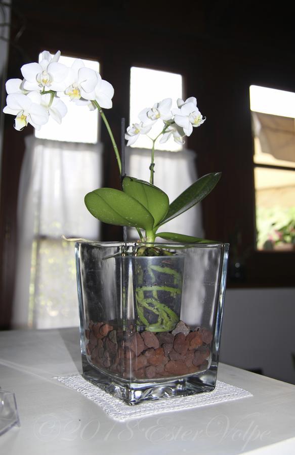 Bed & Breakfast Ca' Di Vissai Arnasco Bagian luar foto